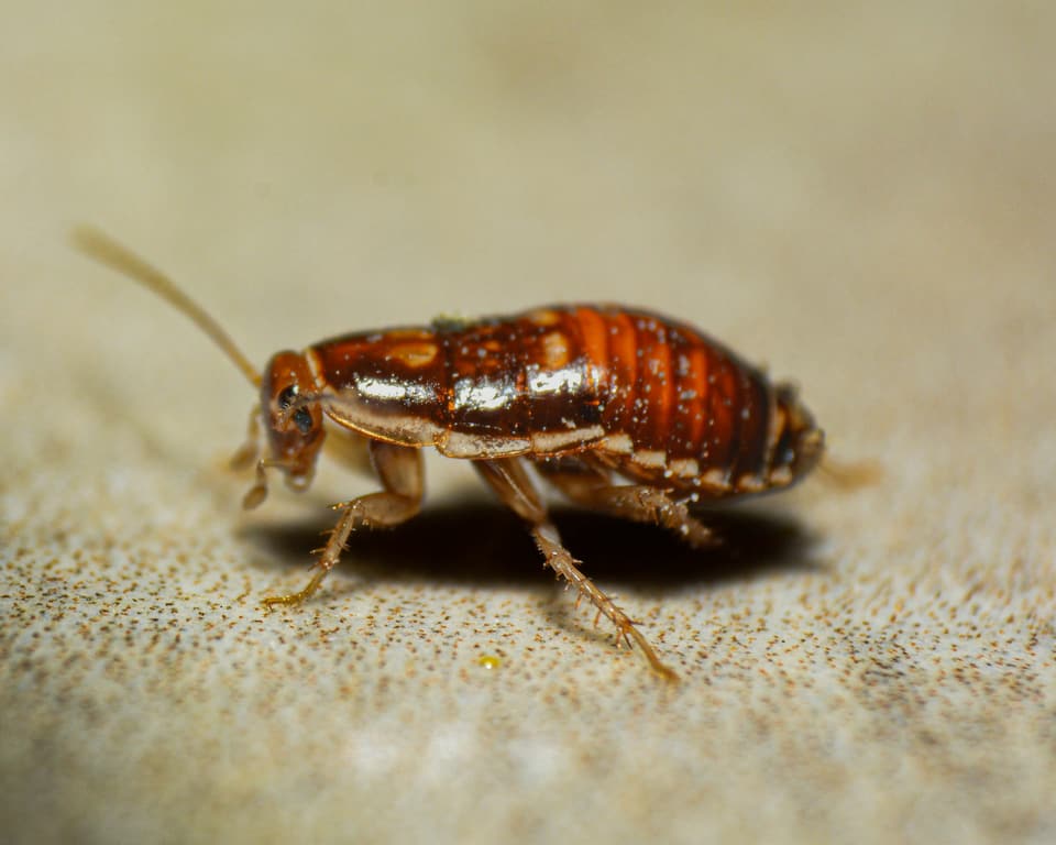 A small reddish-brown cockroach nymph on a pale speckled surface