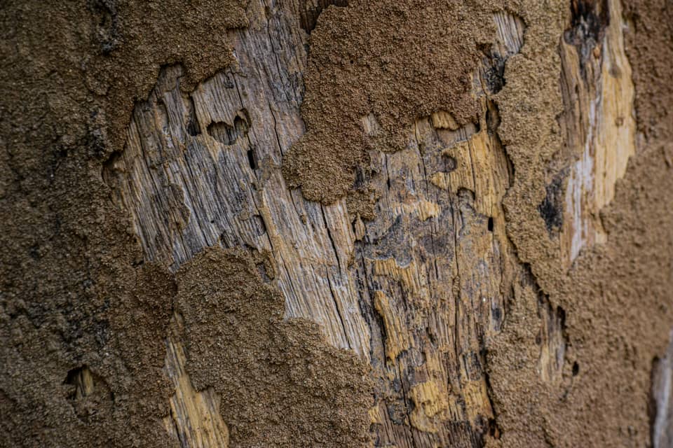 Wood eaten away by termites, with dried mud packed into the tunnels